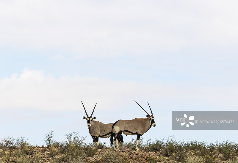 角马（Oryx gazella）。在岩石山脊上。卡拉哈里沙漠，卡拉哈里跨境公园，南非，非洲图片素材