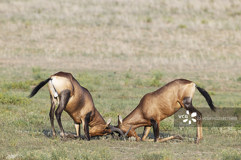 红哈特比斯特（Alcelaphus buselaphus caama）。斗牛。卡拉哈里沙漠，卡拉哈里跨境公园，南非，非洲图片素材