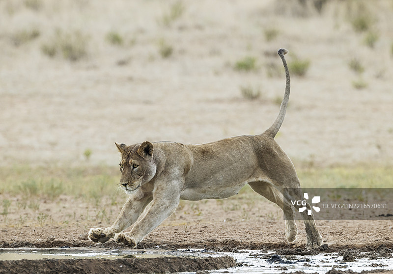 狮子（非洲狮）。雌性。跳过水坑的泥泞部分。卡拉哈里沙漠，卡拉哈里跨境公园，南非，非洲图片素材