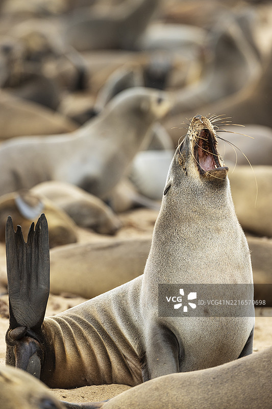 南非海豹(Arctocephalus pusillus)。打哈欠。开普十字海豹保护区,骷髅海岸,多罗布国家公园,纳米比亚,非洲图片素材