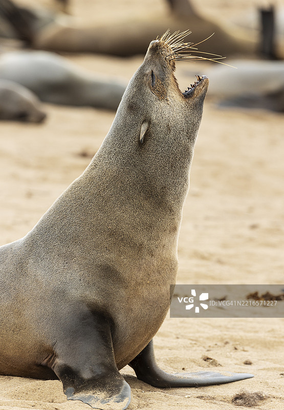 南非海豹（Arctocephalus pusillus）。打哈欠。开普十字海豹保护区，骷髅海岸，多罗布国家公园，纳米比亚，非洲图片素材