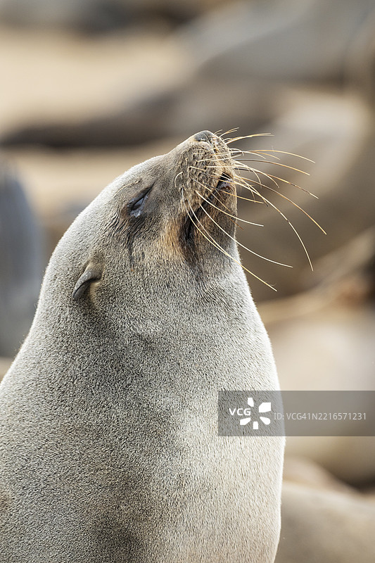 南非海豹（Arctocephalus pusillus）。休息中。开普十字海豹保护区，骷髅海岸，多罗布国家公园，纳米比亚，非洲图片素材