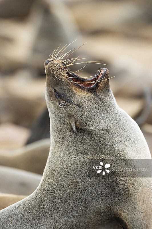 南非海豹(Arctocephalus pusillus)。打哈欠。开普十字海豹保护区,骷髅海岸,多罗布国家公园,纳米比亚,非洲图片素材