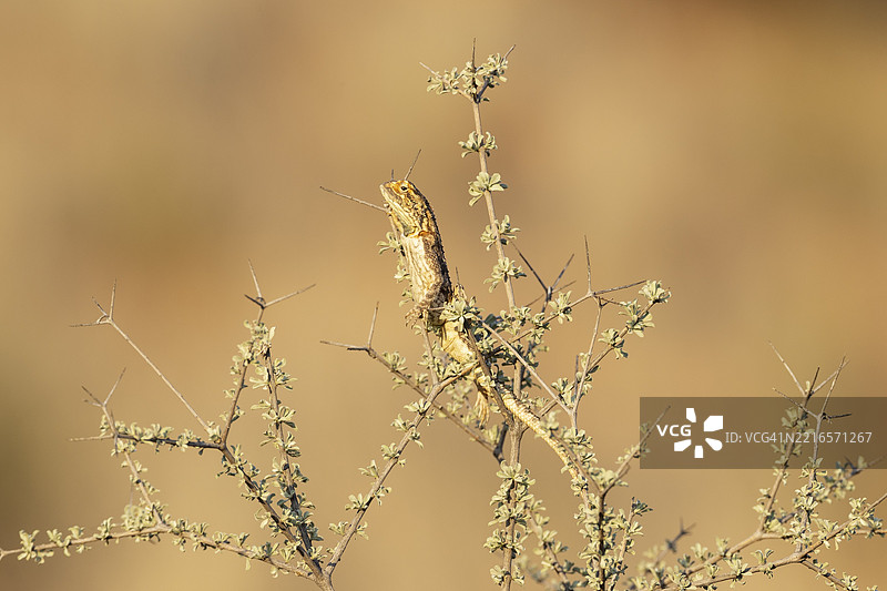 地面蜥蜴(Agama aculeata)。雄性。在低矮灌木上晒太阳并展示。卡拉哈里沙漠,卡拉哈里跨境公园,南非,非洲图片素材