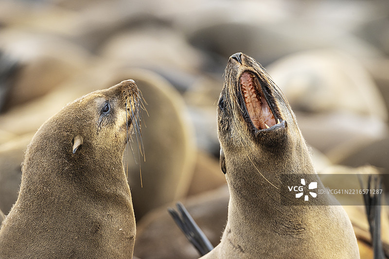 南非海豹(Arctocephalus pusillus)。打哈欠。开普十字海豹保护区,骷髅海岸,多罗布国家公园,纳米比亚,非洲图片素材