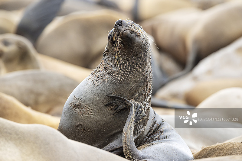 开普海豹（Arctocephalus pusillus）。梳理毛发。开普交叉海豹保护区，骷髅海岸，多罗布国家公园，纳米比亚，非洲图片素材