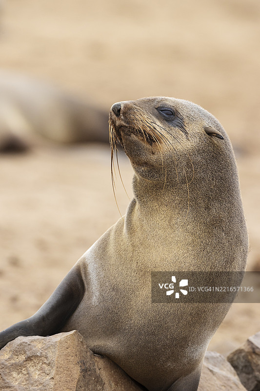 开普海豹(Arctocephalus pusillus)。开普交叉海豹保护区,骷髅海岸,多罗布国家公园,纳米比亚,非洲图片素材