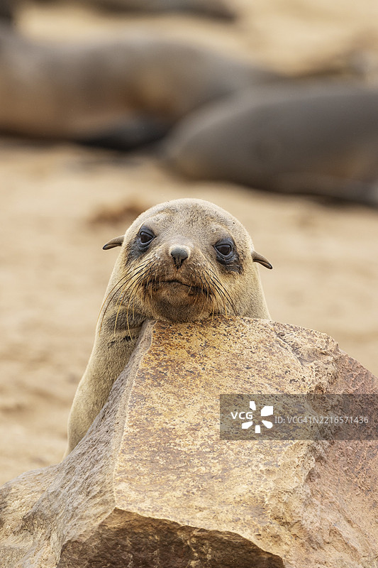 南非海豹（Arctocephalus pusillus）。休息中。开普十字海豹保护区，骷髅海岸，多罗布国家公园，纳米比亚，非洲图片素材