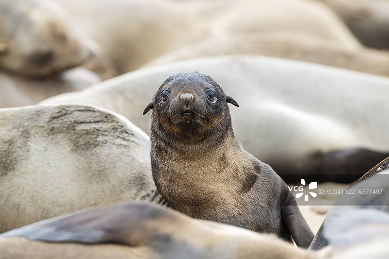 南非海豹(Arctocephalus pusillus)。幼崽。开普十字海豹保护区,骷髅海岸,多罗布国家公园,纳米比亚,非洲图片素材