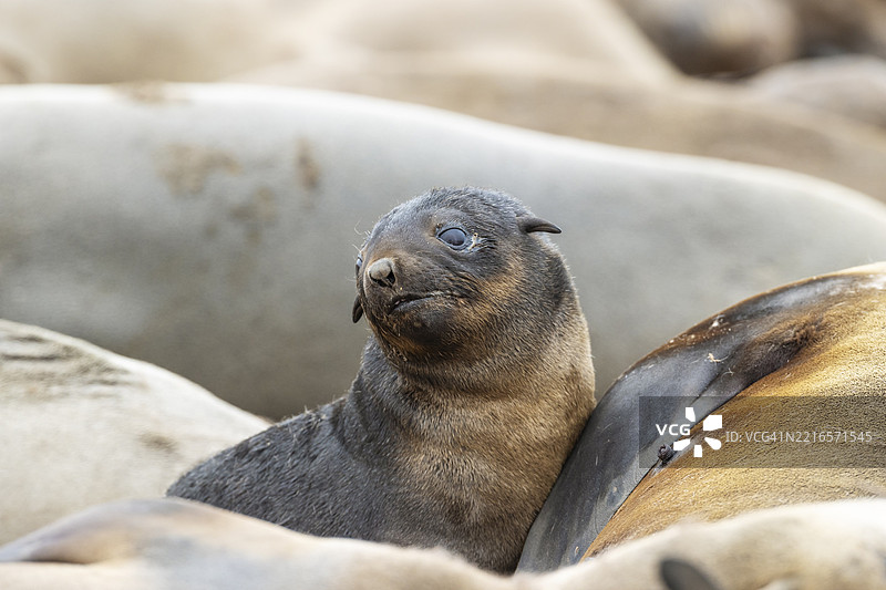 南非海豹（Arctocephalus pusillus）。幼崽。开普十字海豹保护区，骷髅海岸，多罗布国家公园，纳米比亚，非洲图片素材