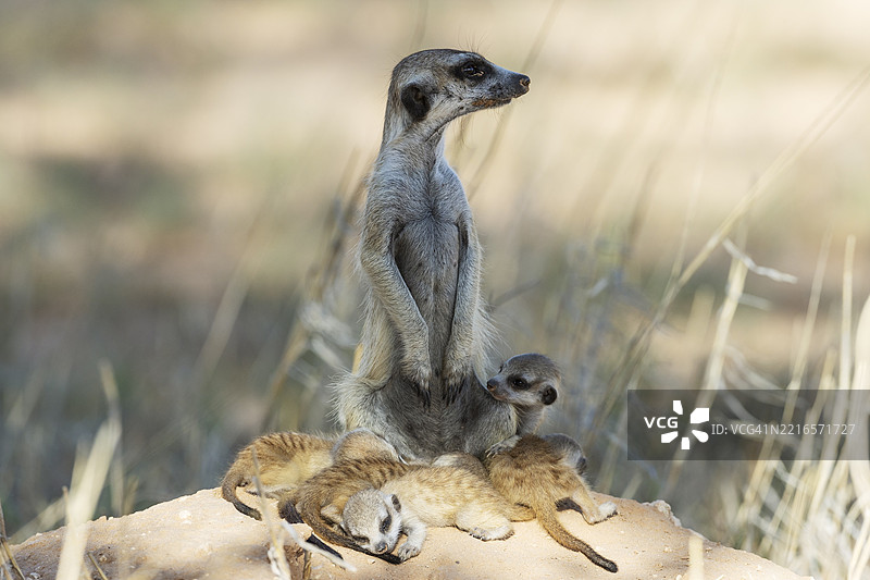 狐獴（Suricata suricatta），也称为土狼。母狐獴与五只幼崽在它们的洞穴旁。警惕地观察周围。卡拉哈里沙漠，卡拉哈里跨境公园，南非，非洲。图片素材