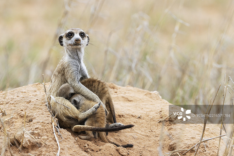 狐獴(Suricata suricatta),也称为猫鼬。保护着两只正在哺乳的小崽,守护在它们的巢穴旁,保持警惕。卡拉哈里沙漠,卡拉哈里跨界公园,南非,非洲。图片素材