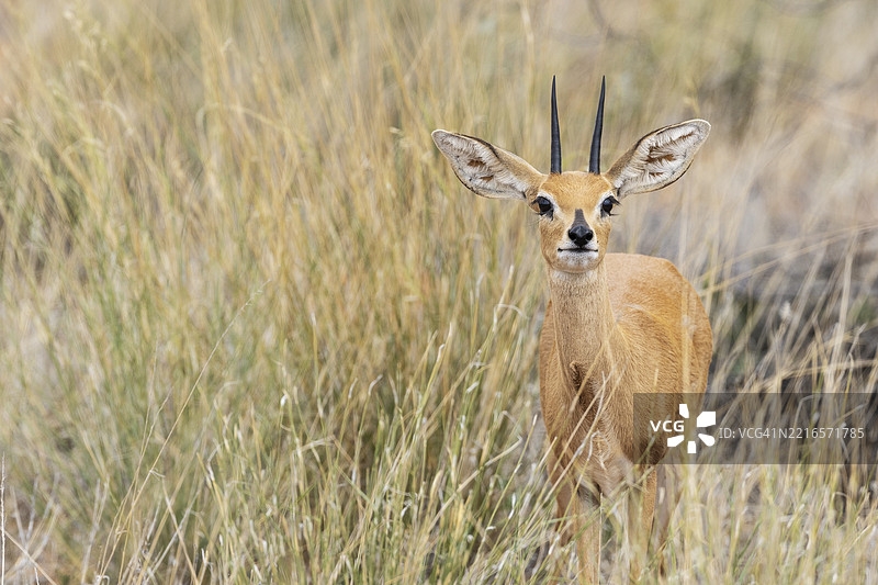 斯廷博克（Raphicerus campestris）。雄性。卡拉哈里沙漠，卡拉哈里跨境公园，南非，非洲图片素材
