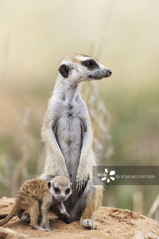 狐獴（Suricata suricatta），也称为土狼。母狐獴与顽皮的小狐獴在它们的洞穴旁玩耍，保持警惕。卡拉哈里沙漠，卡拉哈里跨境公园，南非，非洲。图片素材