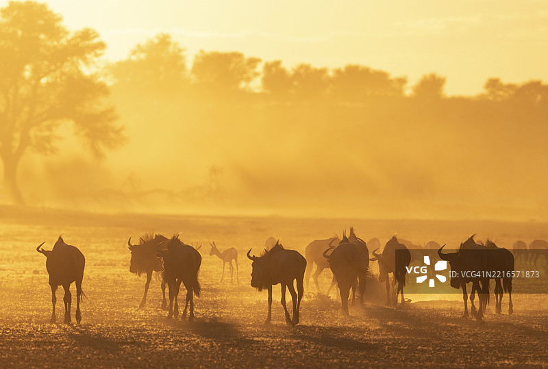 蓝角羚(Connochaetes taurinus)。日出时的群体。在他们身后是一群春羚(Antidorcas marsupialis)。卡拉哈里沙漠,卡拉哈里跨界公园,南非,非洲。图片素材