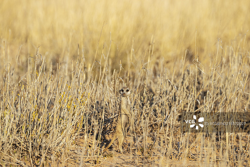 狐獴(Suricata suricatta),也称为土狼。警惕地观察。卡拉哈里沙漠,卡拉哈里跨境公园,南非,非洲。图片素材