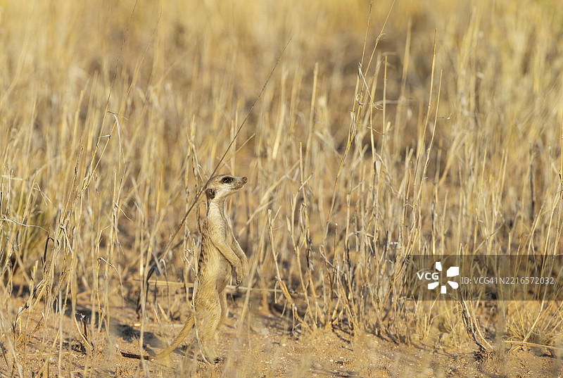 狐獴(Suricata suricatta),也称为土狼。警惕地观察。卡拉哈里沙漠,卡拉哈里跨境公园,南非,非洲。图片素材