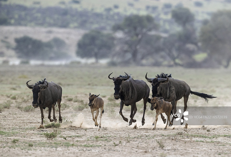 蓝角羚(Connochaetes taurinus)。一小群带小牛的角马奔向水坑。卡拉哈里沙漠,卡拉哈里跨境公园,南非,非洲图片素材