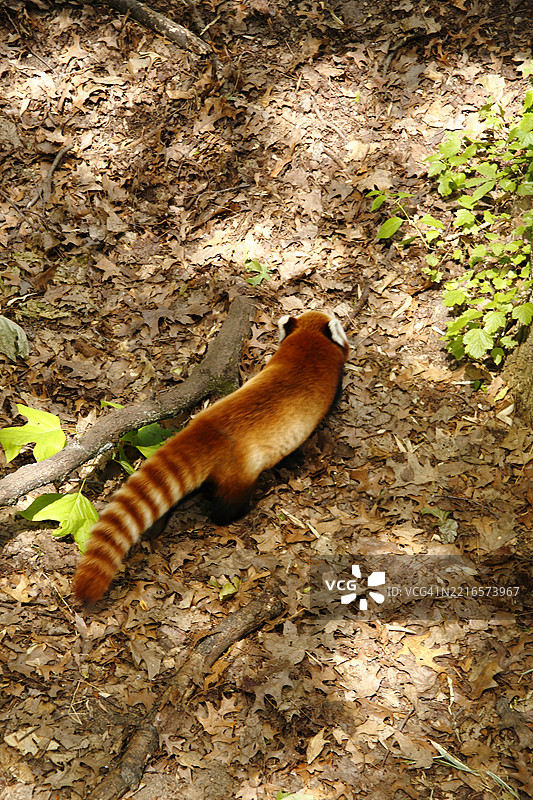红熊猫图片素材