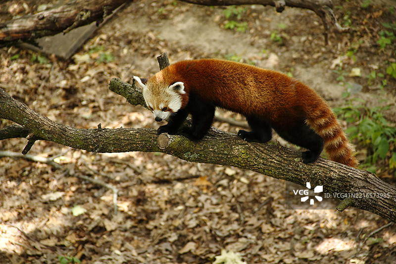 红熊猫图片素材