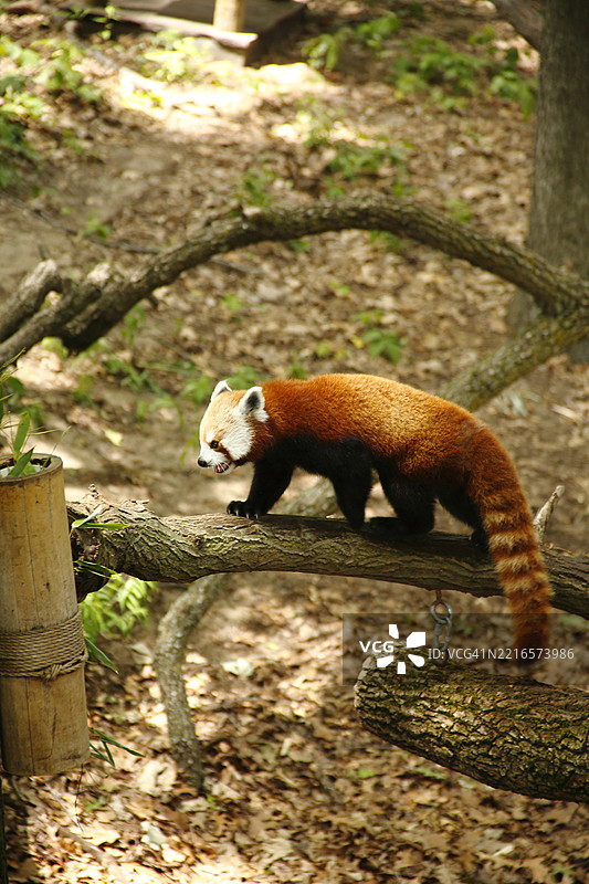 红熊猫图片素材