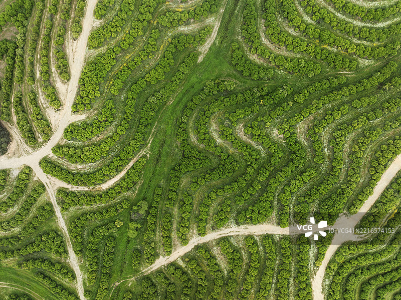 种植的橙树（Citrus sinensis）和农业道路网络。鸟瞰图。无人机拍摄。西班牙安达卢西亚省韦尔瓦。图片素材