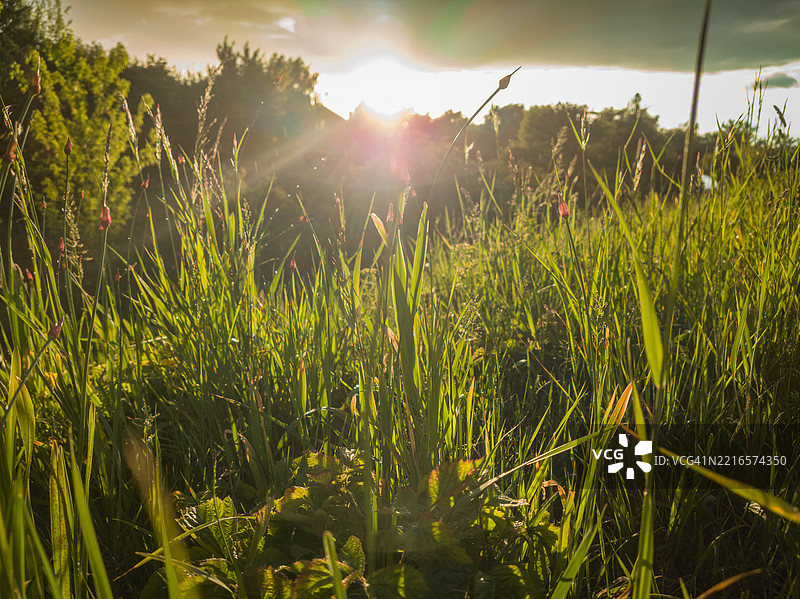 一片生机勃勃的高草和植物的绿色田野图片素材