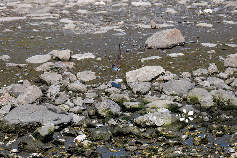 美丽的小环颈鸻，Charadrius dubius，正在拍打翅膀飞起。图片素材