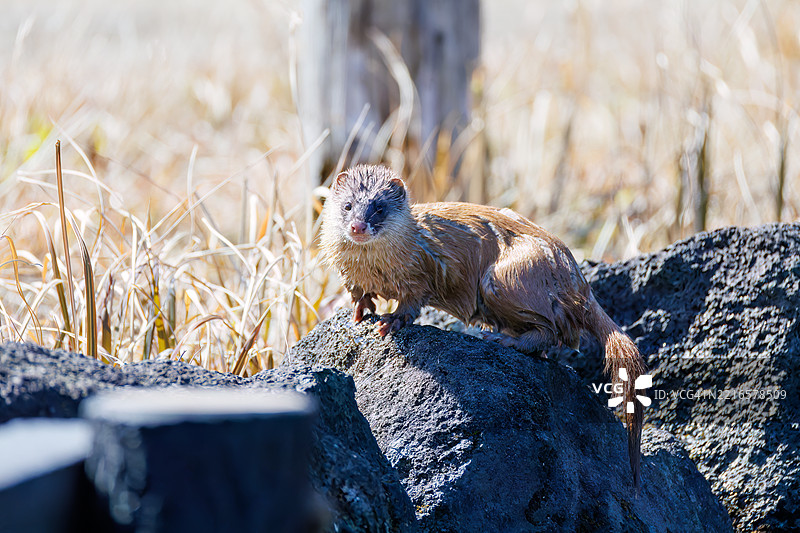 一只可爱的日本鼬鼠（Mustela itatsi，鼬科）。它跳进池塘里抓住了一只日本火腹蝾螈（Cynops pyrrhogaster）。图片素材