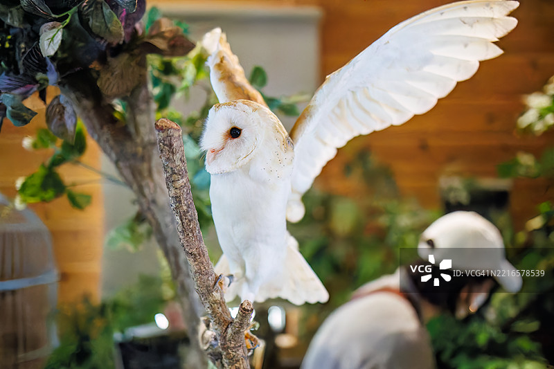 barn owl, Tyto alba 鸟。图片素材