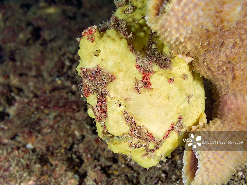 彩绘蛙鱼（Antennarius pictus），它在海绵上。图片素材