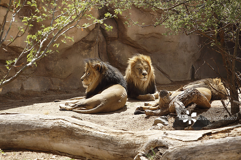 三只雄狮图片素材