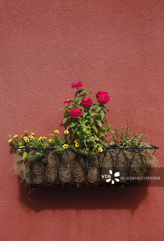 墙壁挂花图片素材