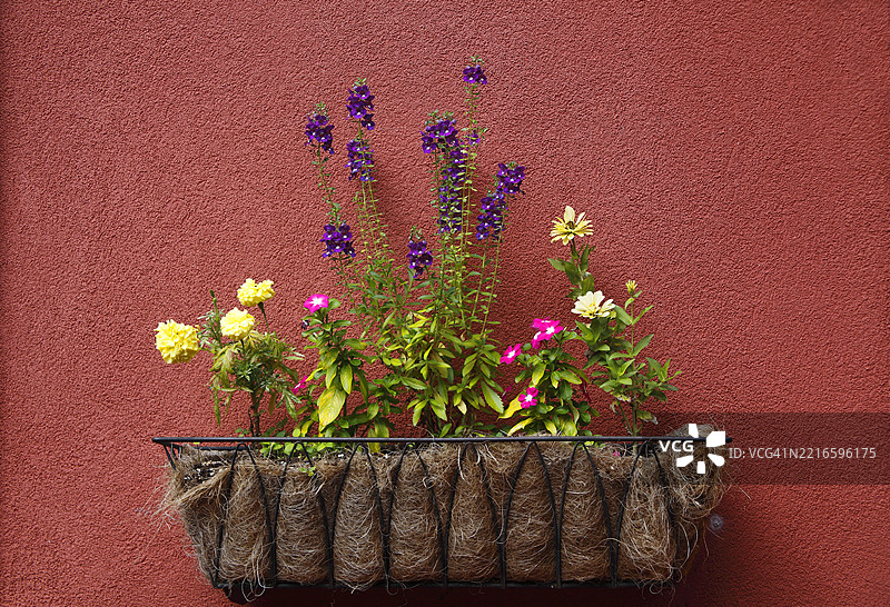 装饰花卉图片素材