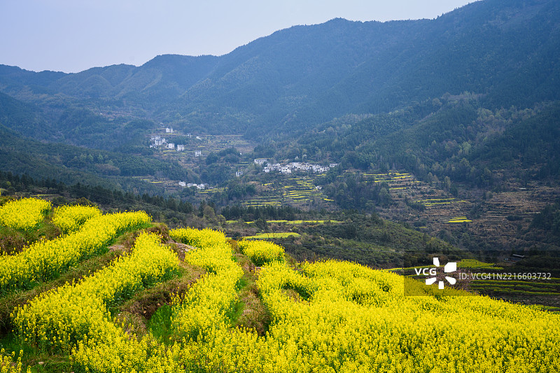 美丽的黄芥末田和山村景色图片素材