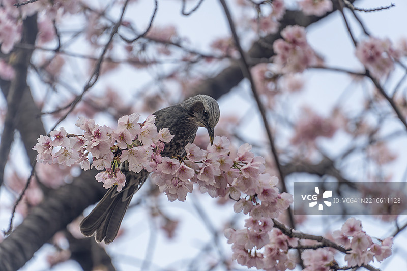 日比谷公园樱花中的棕耳鹎图片素材