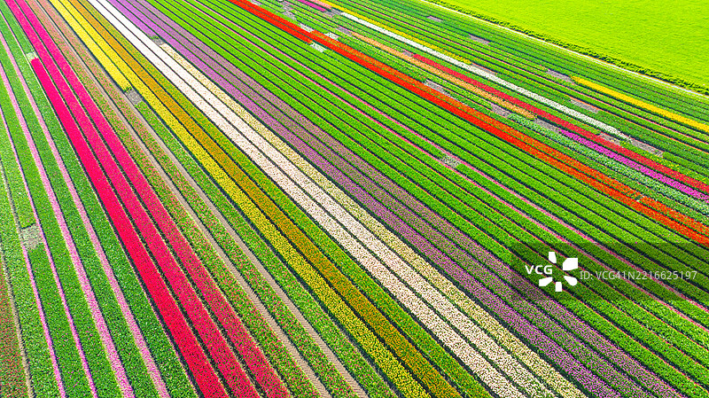 从上方俯瞰生机勃勃的郁金香花田图片素材
