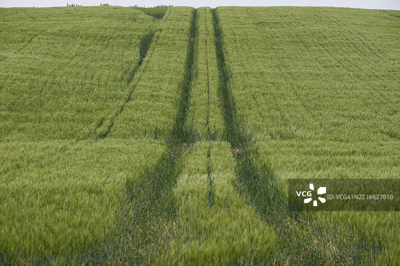 拖拉机轮迹在大麦农田上图片素材