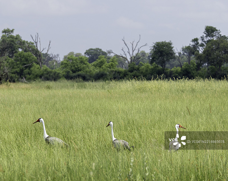 喙冠鹤 (Grus carunculata)图片素材