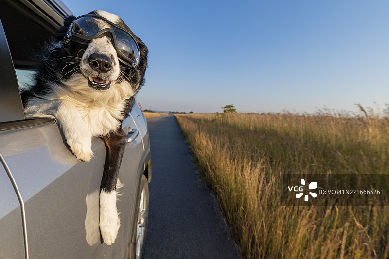 搞笑的边境牧羊犬戴着护目镜，享受着汽车之旅，探出窗外。乐趣。冒险。享受。人类最好的朋友。图片素材