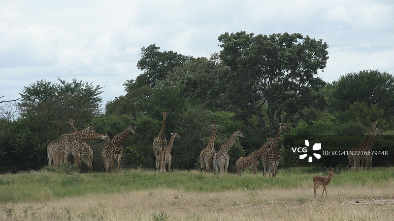 非洲的两只长颈鹿图片素材