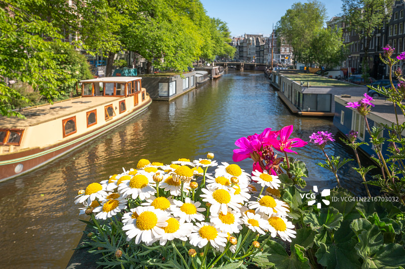阿姆斯特丹运河上的五彩缤纷的花朵图片素材