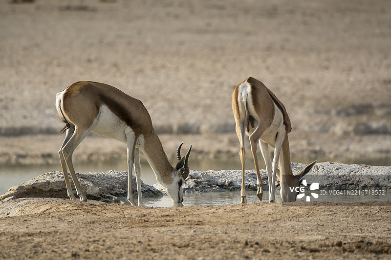侧面视角的鹿在田野上行走图片素材
