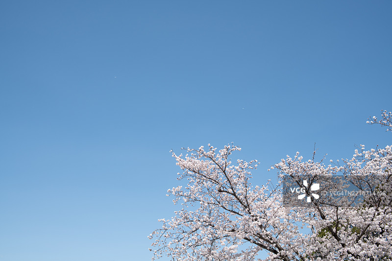 低角度视图的樱花与蓝天相映图片素材