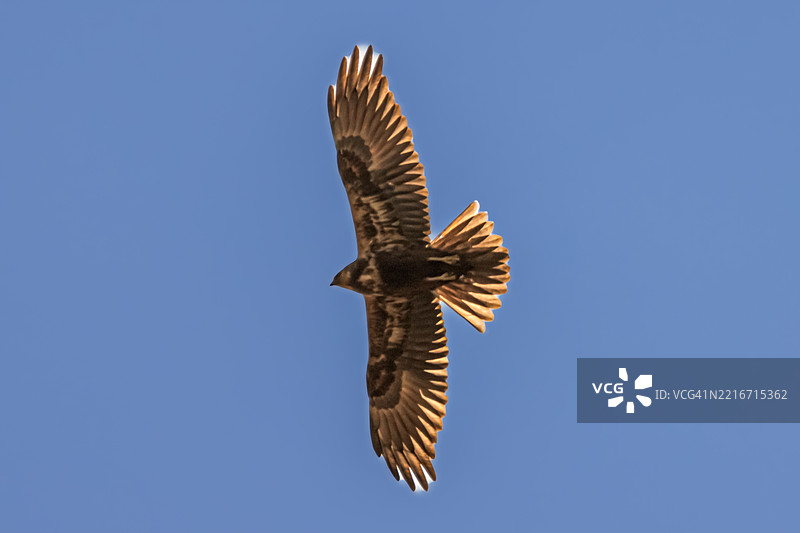 白色飞鸟在晴朗的蓝天中低角度视图图片素材