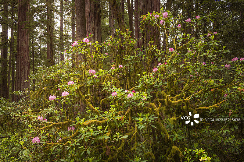 加利福尼亚州新月市森林中的开花植物景观图片素材