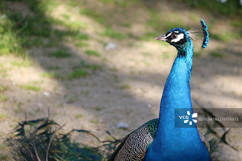 孔雀特写图片素材
