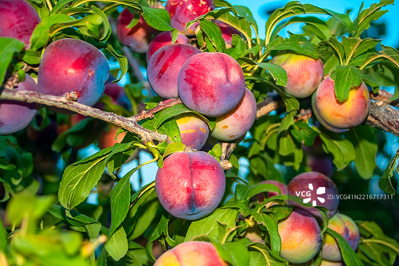 树上的苹果特写图片素材
