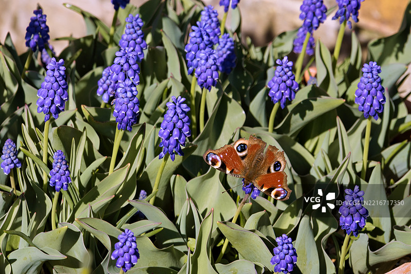欧洲孔雀蝶（Inachis io）在春日阳光下栖息在一些葡萄风信子植物上图片素材