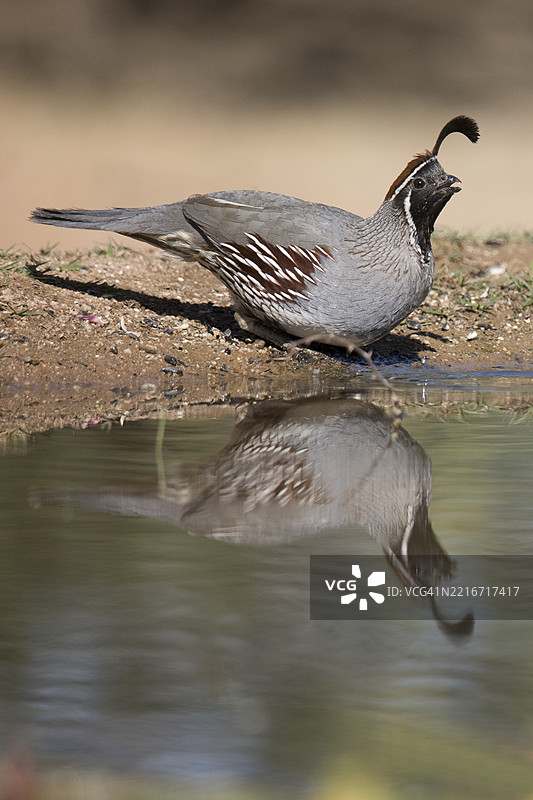 甘贝尔鹌鹑雄鸟与倒影图片素材
